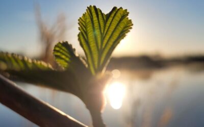 Natuurbegraven bij Geestmerloo: afscheid in harmonie met de natuur