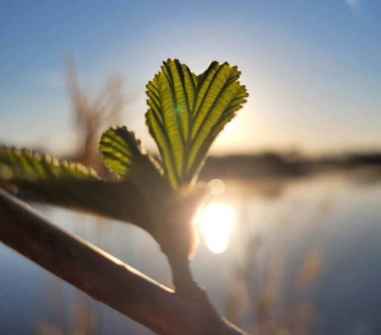 Natuurbegraven bij Geestmerloo: afscheid in harmonie met de natuur